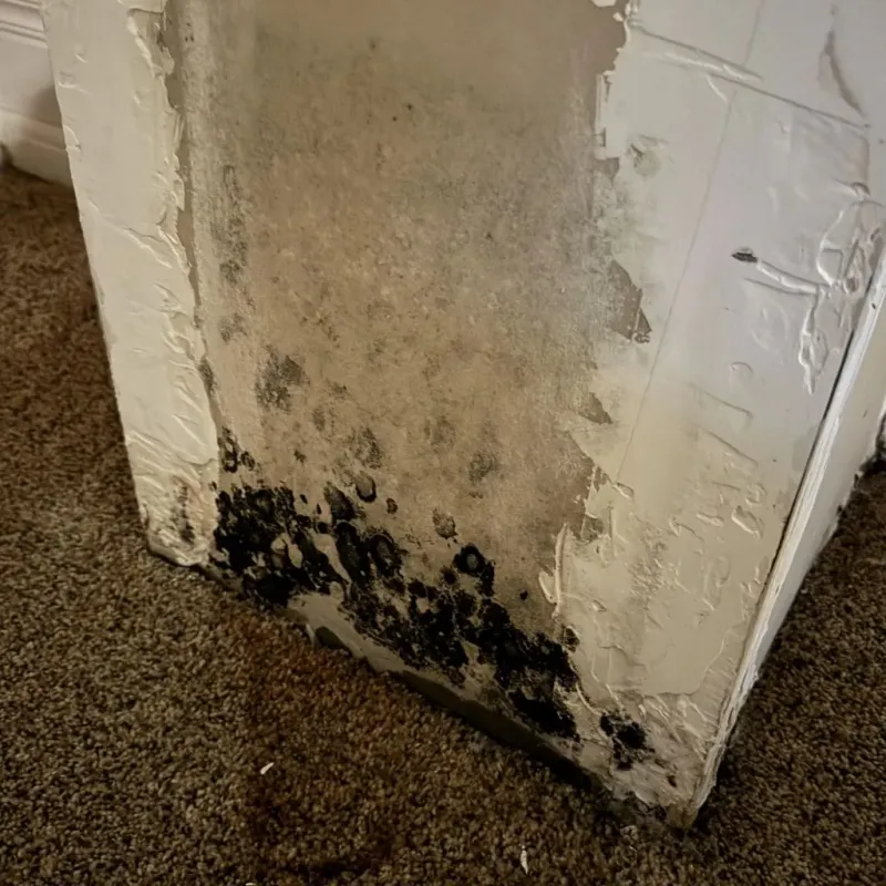 Professional Mold Removal in Rothsville, PA